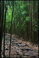 Bamboo lined path - Pipiwai Trail. Haleakala National Park, Hawaii, USA. (color)