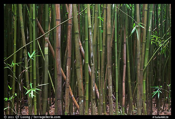 Dense Bamboo forest. Haleakala National Park, Hawaii, USA.