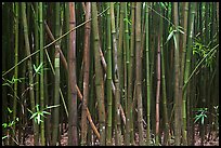 Dense Bamboo forest. Haleakala National Park ( color)
