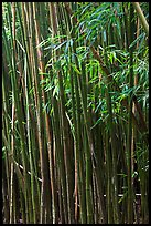 Bamboo stems and leaves. Haleakala National Park, Hawaii, USA. (color)