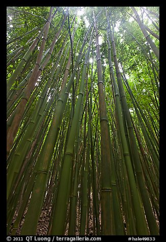 Looking up dense bamboo grove. Haleakala National Park, Hawaii, USA.