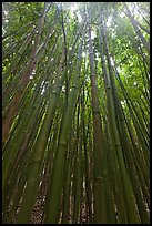 Looking up dense bamboo grove. Haleakala National Park, Hawaii, USA. (color)