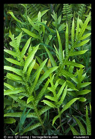 Maile-Scented Fern (Phymatosorus scolopendria). Haleakala National Park (color)