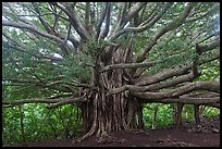 Web of wood, Banyan tree. Haleakala National Park, Hawaii, USA. (color)