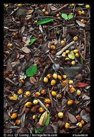 Forest floor close-up with tropical almond. Haleakala National Park (color)