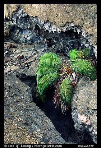 Ferns and lava crust on Mauna Ulu crater. Hawaii Volcanoes National Park, Hawaii, USA.