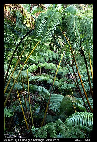 Lush tropical ferms near Thurston lava tube. Hawaii Volcanoes National Park, Hawaii, USA.