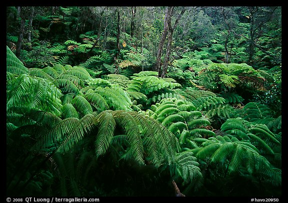 Giant tropical ferns. Hawaii Volcanoes National Park, Hawaii, USA.
