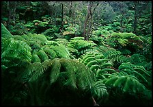 Giant tropical ferns. Hawaii Volcanoes National Park, Hawaii, USA. (color)
