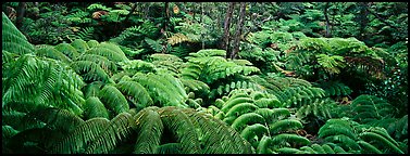 Tropical ferns. Hawaii Volcanoes National Park (Panoramic color)