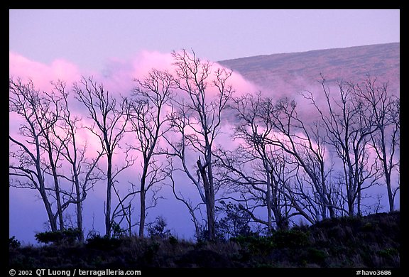 Trees silhouetted against fog at sunrise. Hawaii Volcanoes National Park (color)