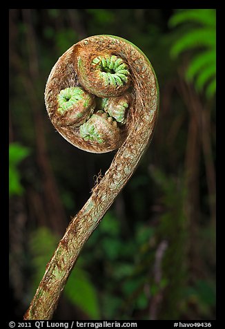 Curled up fiddlehead of Hapuu fern. Hawaii Volcanoes National Park, Hawaii, USA.