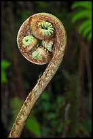 Curled up fiddlehead of Hapuu fern. Hawaii Volcanoes National Park, Hawaii, USA. (color)