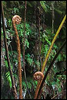 Hapuu (male tree ferns) unfolding. Hawaii Volcanoes National Park ( color)