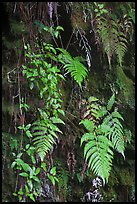 Ferns on cave wall. Hawaii Volcanoes National Park, Hawaii, USA. (color)