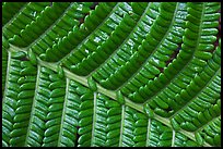 Fern leaf close-up. Hawaii Volcanoes National Park, Hawaii, USA. (color)