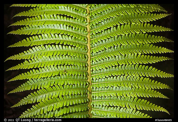 Tropical fern leaves. Hawaii Volcanoes National Park, Hawaii, USA.