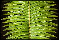 Tropical fern leaves. Hawaii Volcanoes National Park, Hawaii, USA. (color)