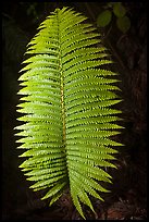 Fern leaf. Hawaii Volcanoes National Park, Hawaii, USA. (color)