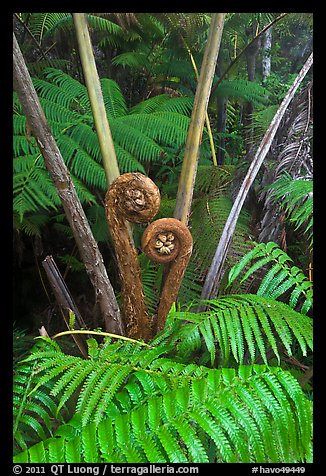 Crozier of the Hapuu tree ferns. Hawaii Volcanoes National Park, Hawaii, USA.