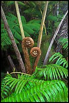 Crozier of the Hapuu tree ferns. Hawaii Volcanoes National Park, Hawaii, USA. (color)