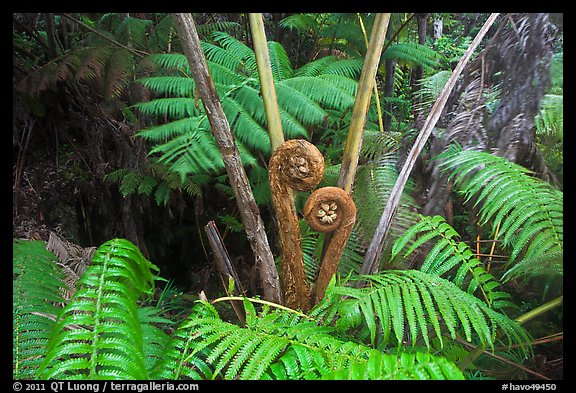Hapuu tree ferns with crozier fronds. Hawaii Volcanoes National Park, Hawaii, USA.