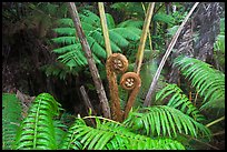Hapuu tree ferns with crozier fronds. Hawaii Volcanoes National Park ( color)