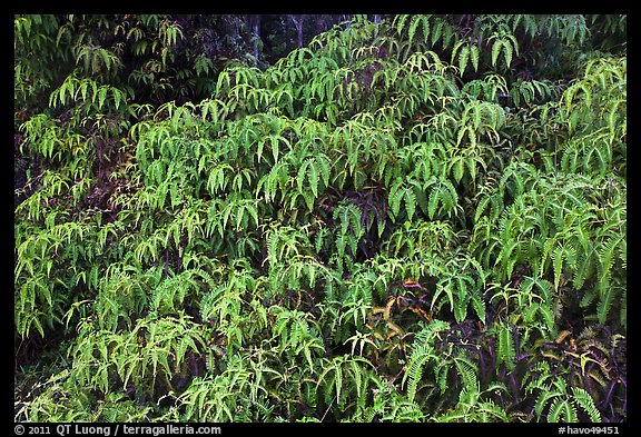 Tropical Ferns (Dicranopteris linearis) on slope. Hawaii Volcanoes National Park, Hawaii, USA.