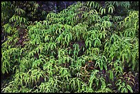 Tropical Ferns (Dicranopteris linearis) on slope. Hawaii Volcanoes National Park, Hawaii, USA. (color)