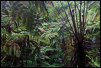 Rainforest with Hawaiian tree ferns. Hawaii Volcanoes National Park, Hawaii, USA. (color)