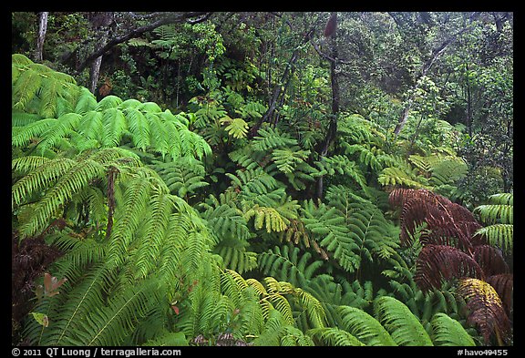Rain forest with giant Hawaiian ferns. Hawaii Volcanoes National Park, Hawaii, USA.
