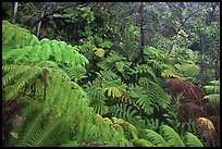 Rain forest with giant Hawaiian ferns. Hawaii Volcanoes National Park, Hawaii, USA. (color)