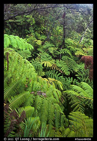 Tree fern canopy in rain forest. Hawaii Volcanoes National Park, Hawaii, USA.