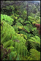 Tree fern canopy in rain forest. Hawaii Volcanoes National Park, Hawaii, USA. (color)