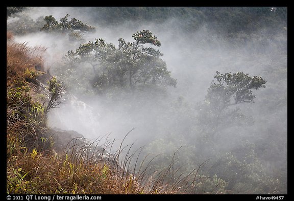 Steaming bluff and trees. Hawaii Volcanoes National Park, Hawaii, USA.