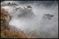 Steaming bluff and trees. Hawaii Volcanoes National Park ( color)