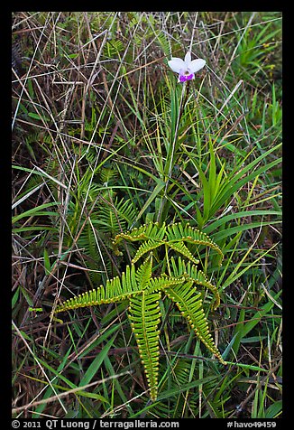 Fern and bamboo orchid (Arundina graminifolia). Hawaii Volcanoes National Park, Hawaii, USA.
