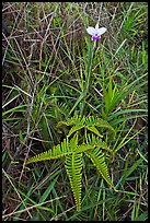 Fern and bamboo orchid (Arundina graminifolia). Hawaii Volcanoes National Park, Hawaii, USA. (color)