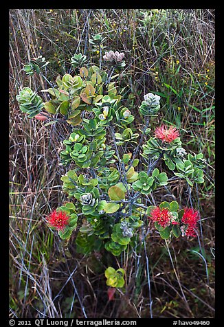 Ohia Lehua shrub and flowers. Hawaii Volcanoes National Park, Hawaii, USA.
