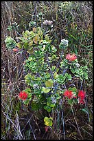 Ohia Lehua shrub and flowers. Hawaii Volcanoes National Park, Hawaii, USA. (color)