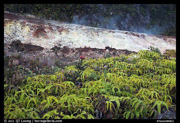 Uluhe ferns and sulphur bank. Hawaii Volcanoes National Park, Hawaii, USA.