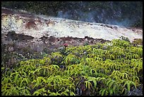 Uluhe ferns and sulphur bank. Hawaii Volcanoes National Park, Hawaii, USA. (color)