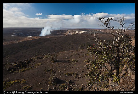 Ohia tree and Kilauea caldera. Hawaii Volcanoes National Park, Hawaii, USA.