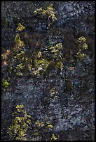 Trees growing on crater steep walls. Hawaii Volcanoes National Park ( color)