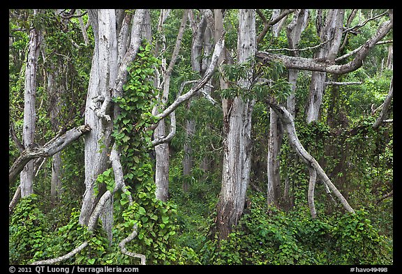 Cool forest near Kipuka Puaulu. Hawaii Volcanoes National Park, Hawaii, USA.