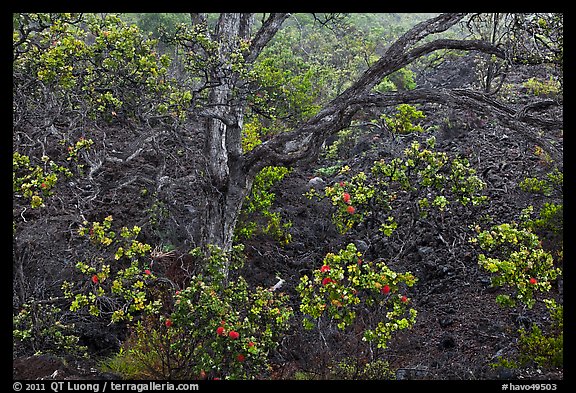 Ohia tree and lava flow. Hawaii Volcanoes National Park (color)