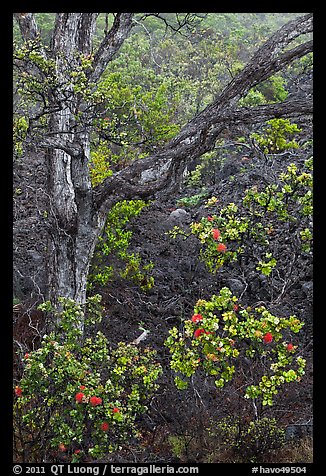 Ohia flowers and tree. Hawaii Volcanoes National Park, Hawaii, USA.
