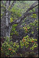 Ohia flowers and tree. Hawaii Volcanoes National Park ( color)