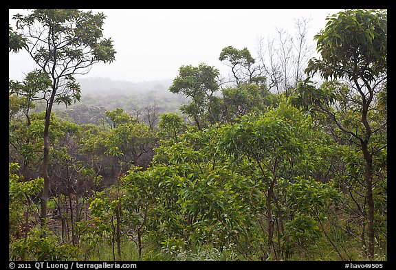 View over forest from Mauna Loa Lookout. Hawaii Volcanoes National Park (color)