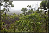 View over forest from Mauna Loa Lookout. Hawaii Volcanoes National Park ( color)